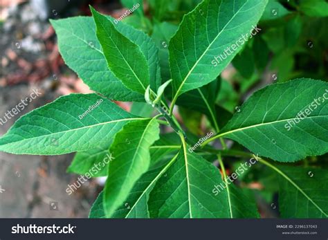 sambong clipart|Sambong Stock Photos, Images & Pictures .